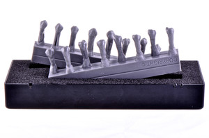 Set of upper and lower premolars